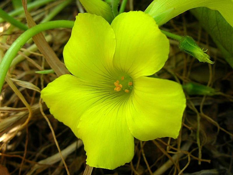 Oxalis pes-caprae / Acetosella gialla